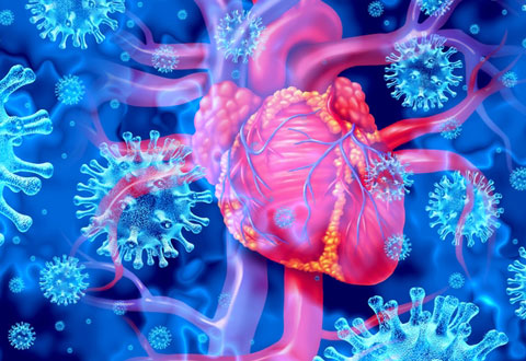 Study uncovers mechanism behind virus-induced heart inflammation, suggests potential therapeutic target